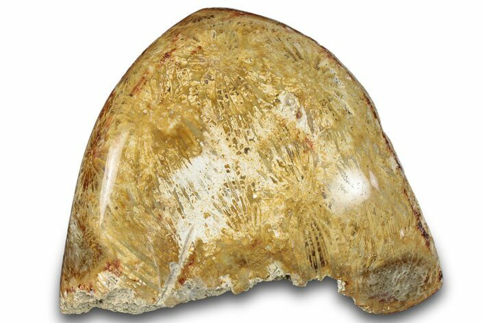 Polished Fossil Coral Head - Indonesia #293836